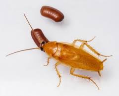 blatte germanique