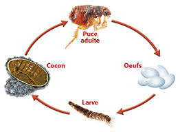 cycle puce