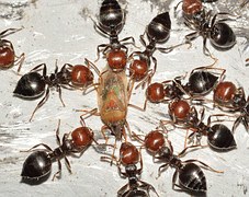 fourmis 2