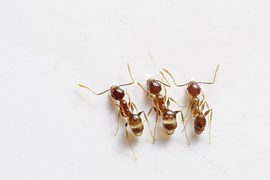 fourmis 3