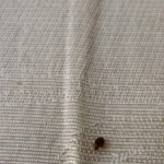 Punaise sur un drap