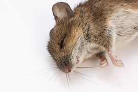 souris