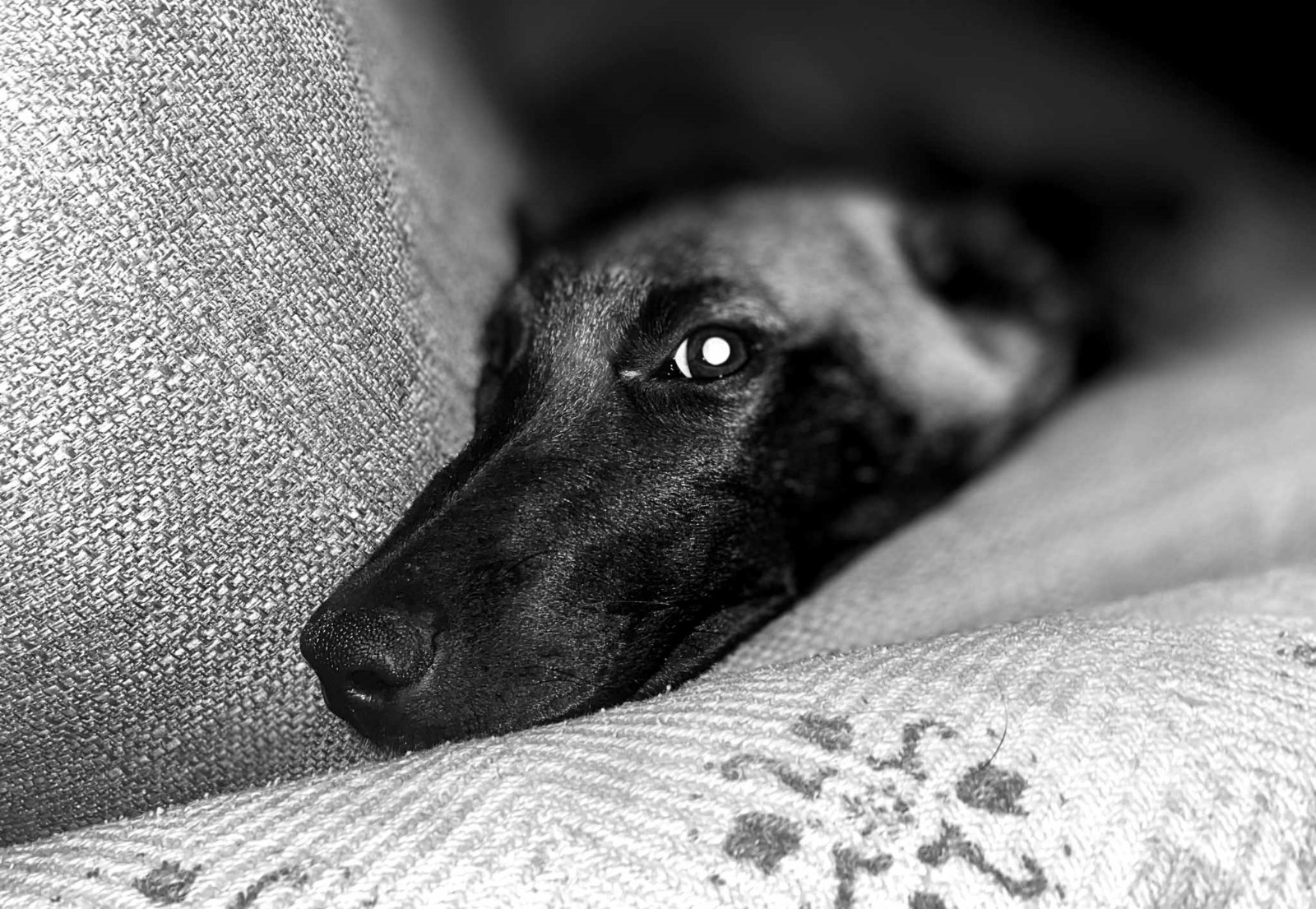 GAME OVER renforce son équipe avec un expert en détection canine des punaises de lit