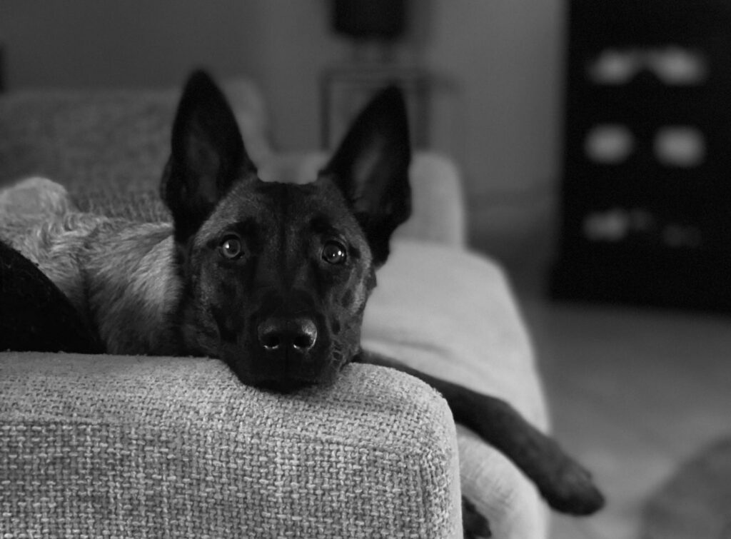 chien renifleur détecteur de cimex lectularius