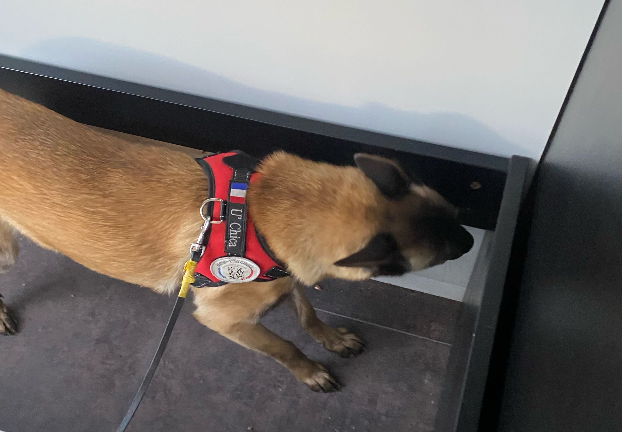 La détection canine est-elle efficace ? Réponse d’expert en désinsectisation à Lyon, Roanne et agglomération 69