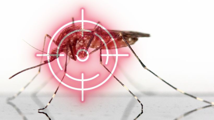 Certification CertiMoustiques® : Maîtrisez la Lutte Anti-Moustiques avec Notre Équipe d’Experts