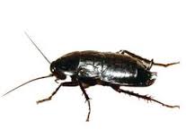 blatte orientale